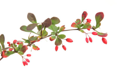 Berberine for Perimenopause and Menopause