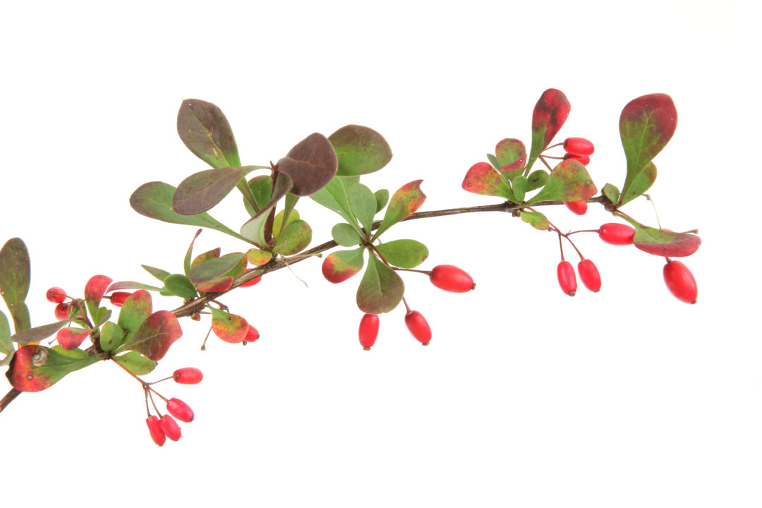 European barberry barberine perimenopause menopause
