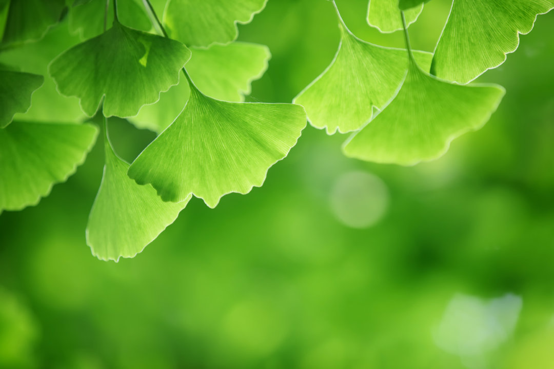 Ginkgo biloba brain health menopause